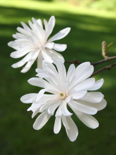 Miniature 2