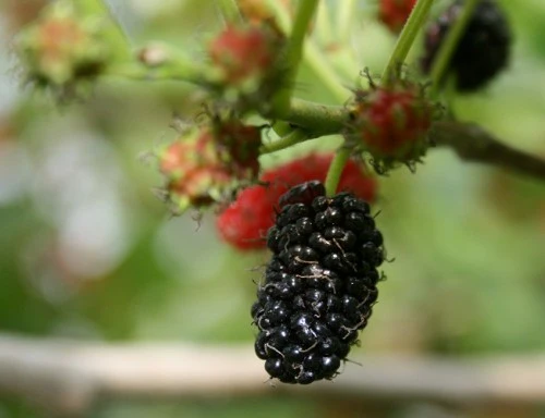 Miniature 2