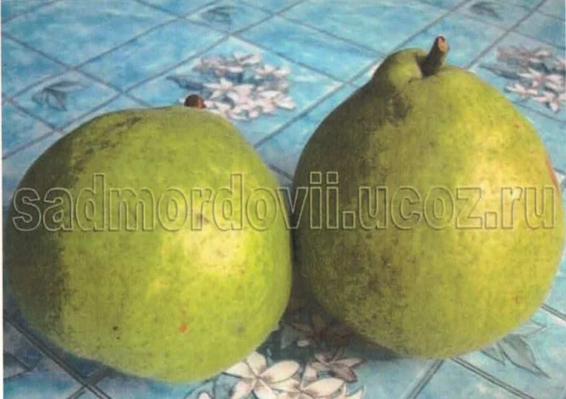 Image du produit 1