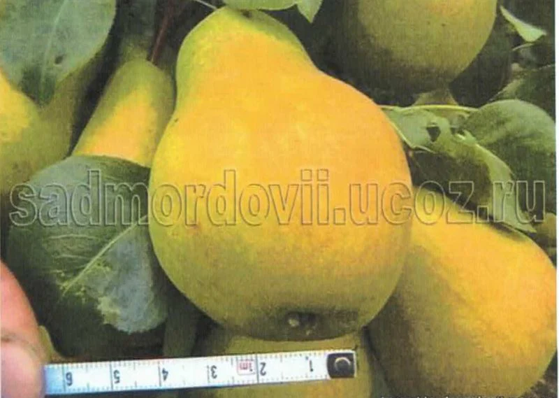 Image du produit 1
